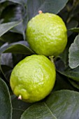 CITRUS LATIFOLIA TAHITI