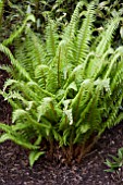 POLYSTICHUM MUNITUM