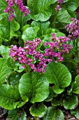 BERGENIA VINTERGLOD