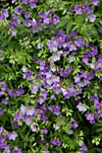 POLEMONIUM LAMBROOK MAUVE