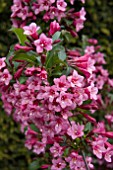 WEIGELA RUMBA