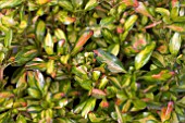 COPROSMA LEMON AND LIME