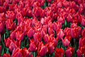 TULIPA COULEUR CARDINAL