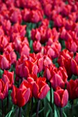 TULIPA COULEUR CARDINAL