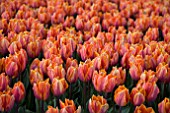 TULIPA PRINCESS IRENE