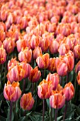 TULIPA PRINCESS IRENE