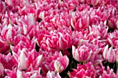 TULIPA PEACH BLOSSOM,