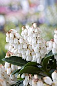 PIERIS CUPIDO