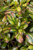 COPROSMA LEMON AND LIME