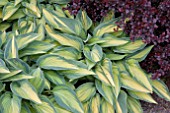 HOSTA JUNE AND BERBERIS ATROPURPUREA NANA