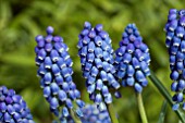 MUSCARI BIG SMILE