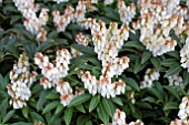PIERIS CUPIDO