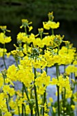 PRIMULA PROLIFERA