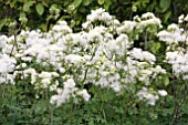 THALICTRUM DELAVAYI ALBUM