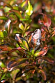 COPROSMA EVENING GLOW