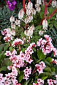 BERGENIA HARZKRISTALL, TIARELLA SPRING SYMPHONY, CORNUS AND ERYSIMUM BOWLES MAUVE