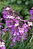 ERYSIMUM POEM LAVENDER