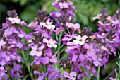 ERYSIMUM POEM LAVENDER