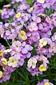 ERYSIMUM POEM PASTEL