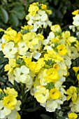 ERYSIMUM WINTER LIGHT