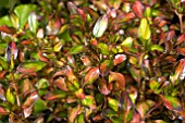 COPROSMA EVENING GLOW