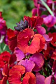 ERYSIMUM WINTER PASSION