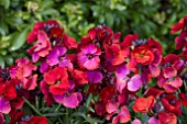 ERYSIMUM WINTER PASSION