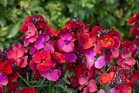 ERYSIMUM_WINTER_PASSION