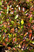 COPROSMA EVENING GLOW