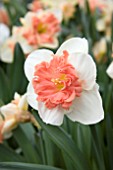 NARCISSUS VANILLA PEACH