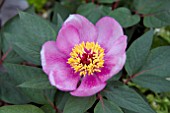 PAEONIA BESSEDESII