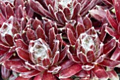 SEMPERVIVUM ARACHNOIDES STANSFIELDII