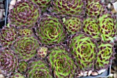 SEMPERVIVUM GREEN DRAGON