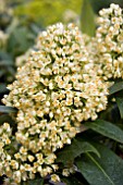 SKIMMIA KEW GREEN FLOWERS