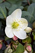 HELLEBORUS CANDY LOVE