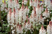 TIARELLA SPRING SYMPHONY