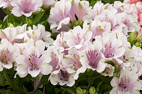 ALSTROEMERIA_INTICANCHA_MOONLIGHT