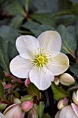 HELLEBORUS CANDY LOVE