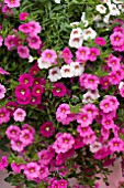 MIXED PINK CALIBRACHOA