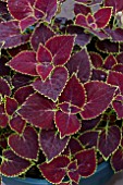 COLEUS BROAD STREET