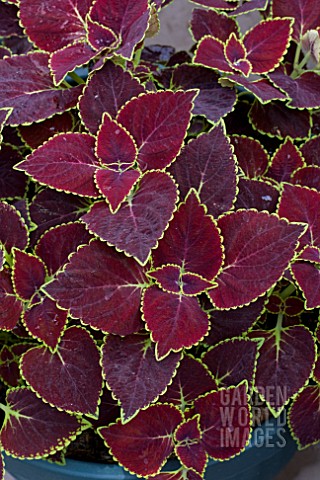 COLEUS_BROAD_STREET