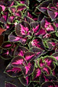 COLEUS FIFTH AVENUE