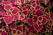 COLEUS OXFORD STREET