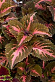 COLEUS SUNSET BOULEVARD