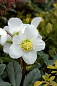 HELLEBORUS JACOB