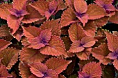 COLEUS WALL STREET