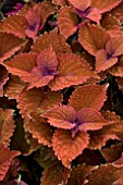 COLEUS WALL STREET