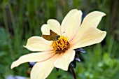 DAHLIA BISHOP OF YORK WITH BUTTERFLY