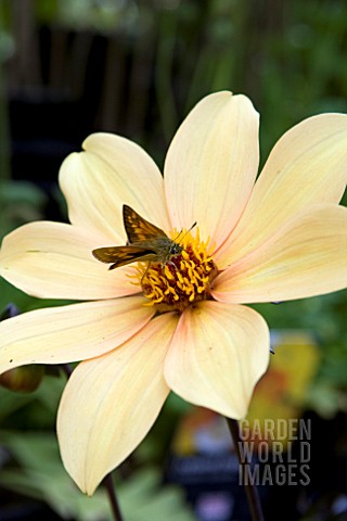DAHLIA_BISHOP_OF_YORK_WITH_BUTTERFLY