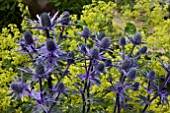 ERYNGIUM BIG BLUE